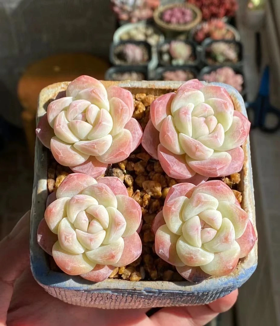 熊猫脸冰玉拍一发二   满18包邮（以直播间展示为准）