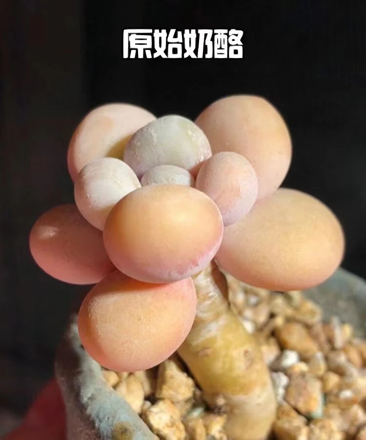 满18元包邮  穴盘奶酪5颗（以直播间展示为准）