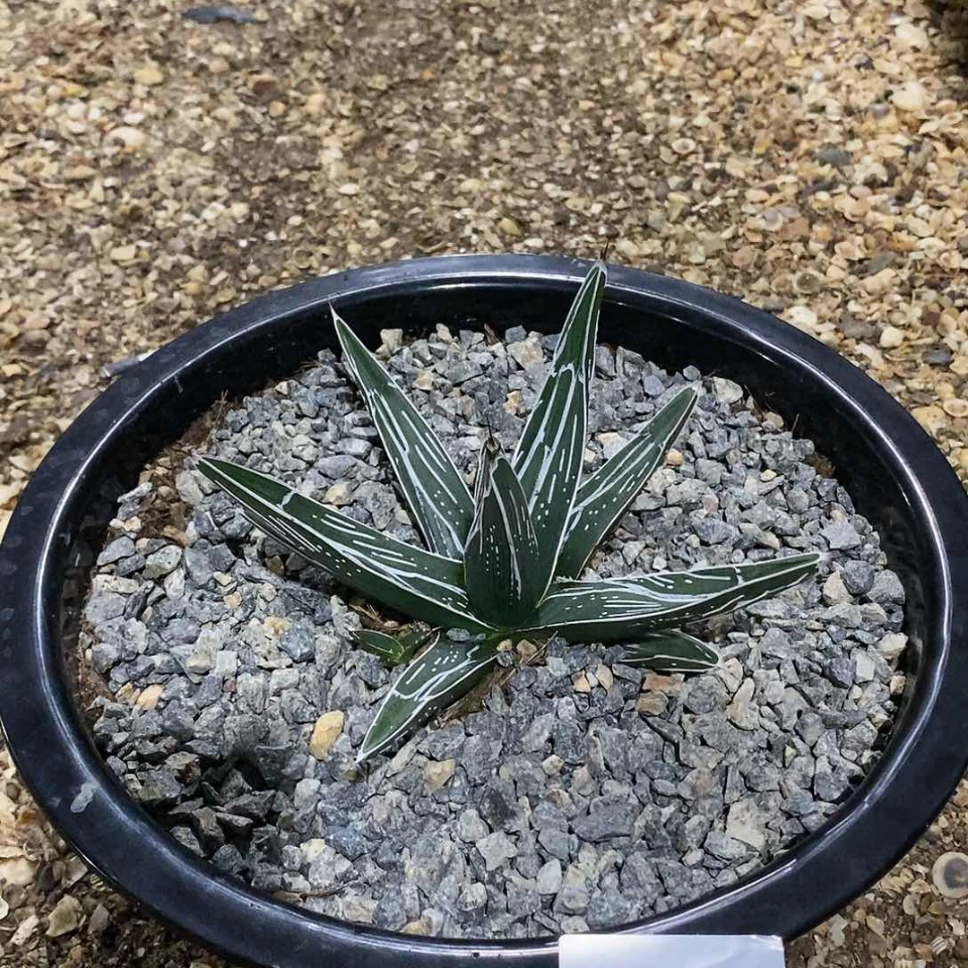 那瓦罗龙舌兰。 1111