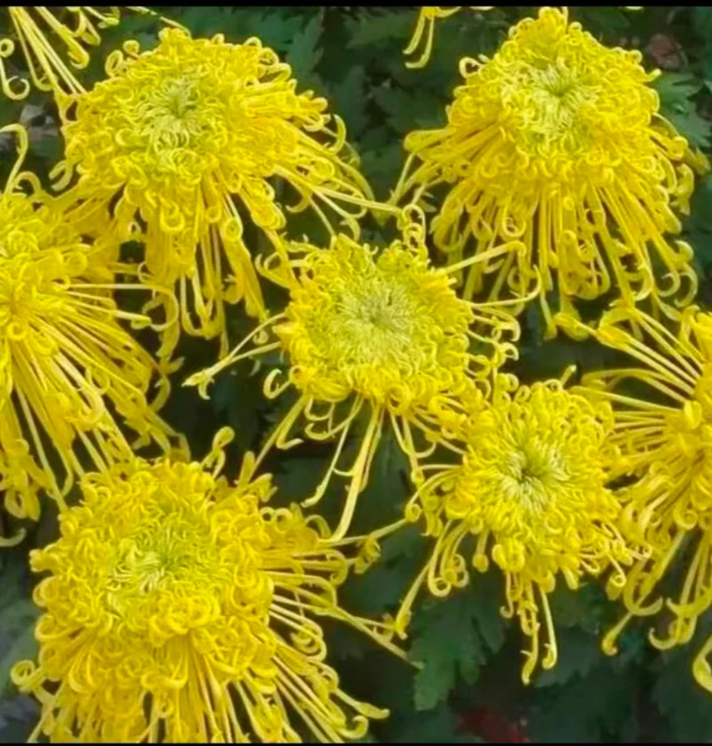 九月大菊《黄金麦浪丝》《不带花苞》土球发货,花瓣像龙爪……