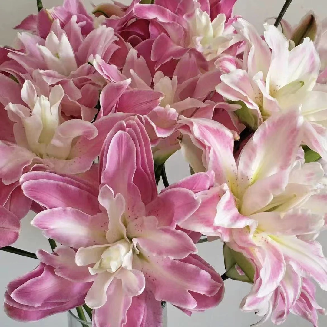 重瓣【莲花之境】四季紫粉色进口香水百合种球绿植盆栽阳台室内家具
