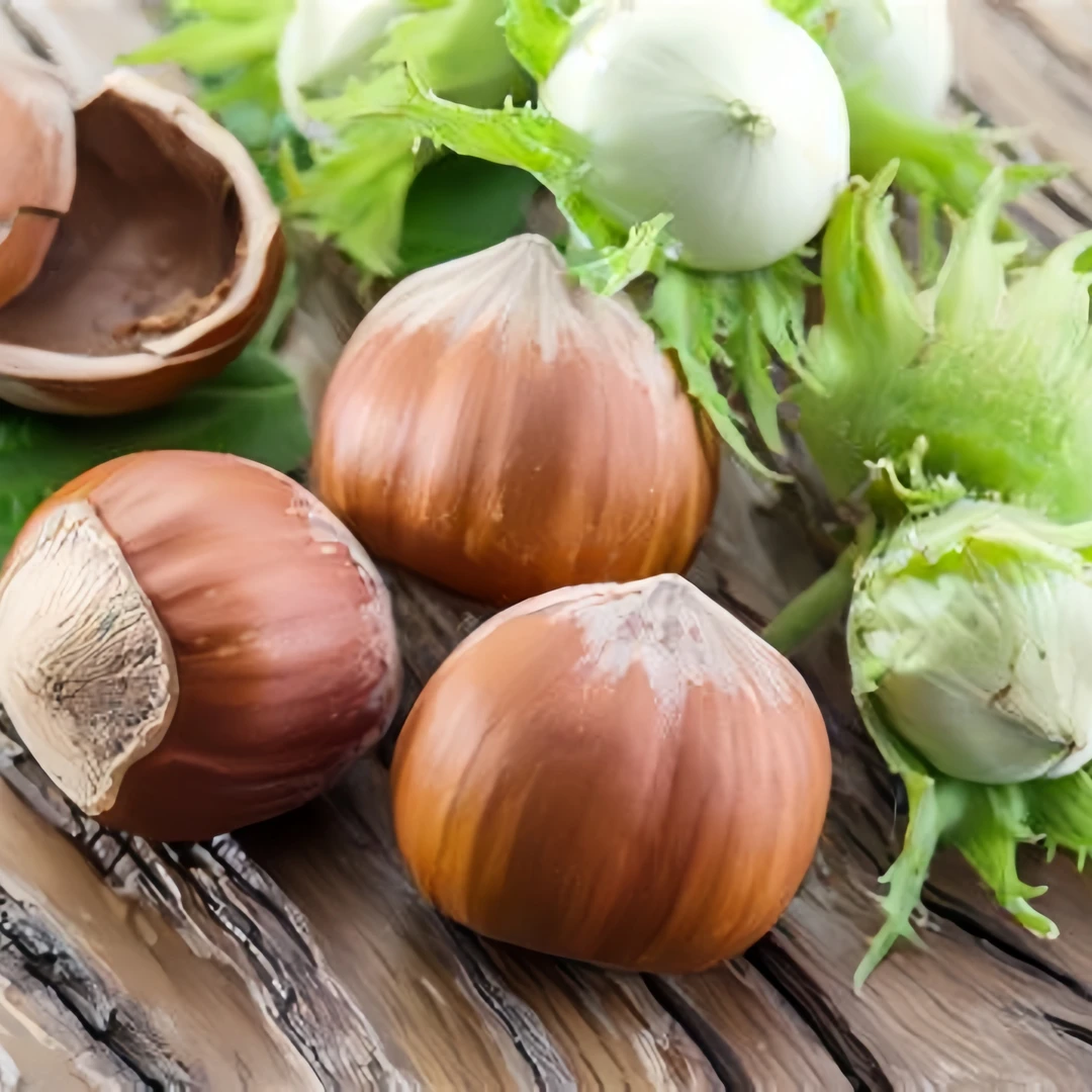 开口大榛子原味干炒开口榛子