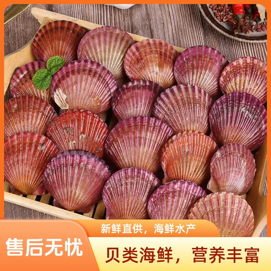 鲜活扇贝小红贝港湾贝当天打捞鲜活发货拍5斤顺丰保鲜不包活