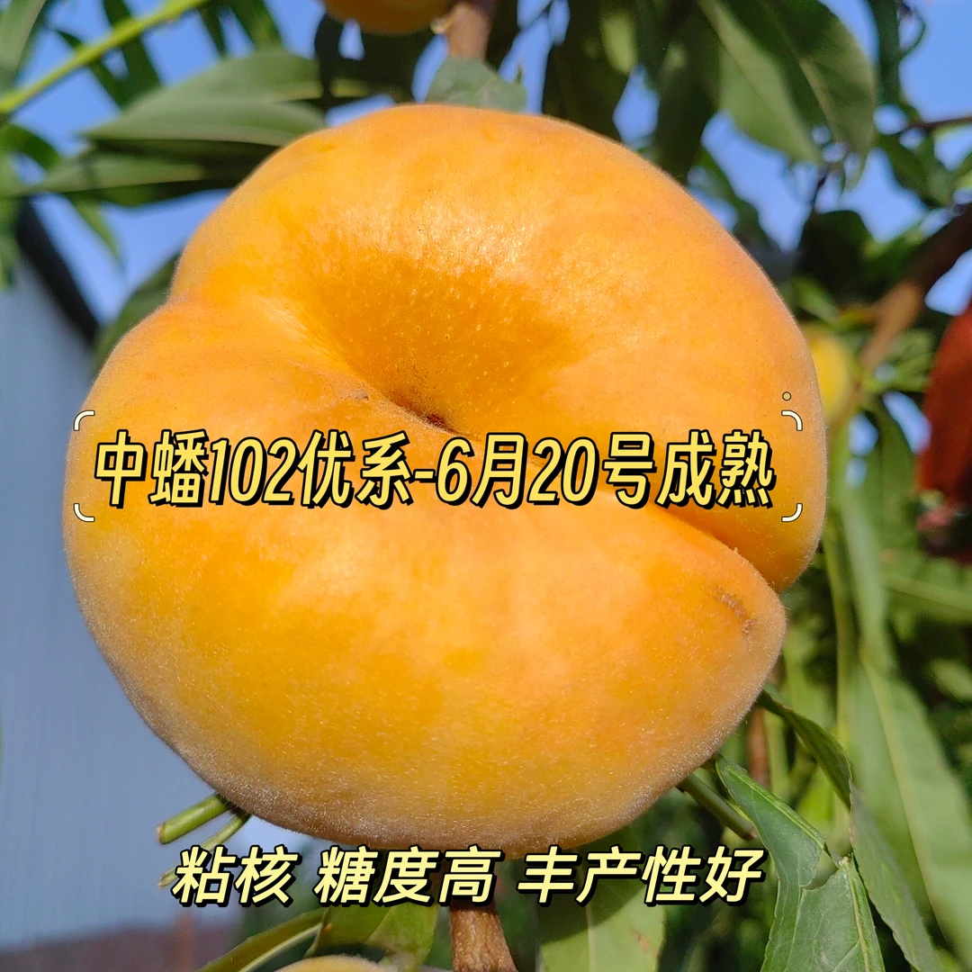 中蟠102～6月20号成熟 (优质种苗)