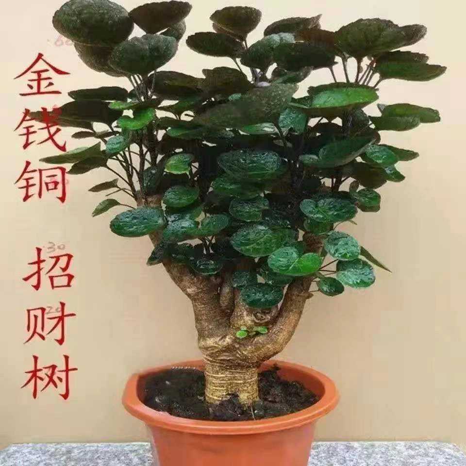 金钱兜盆栽金钱桐福禄圆叶桐钱树钱多多发财树金钱树室内绿植园艺