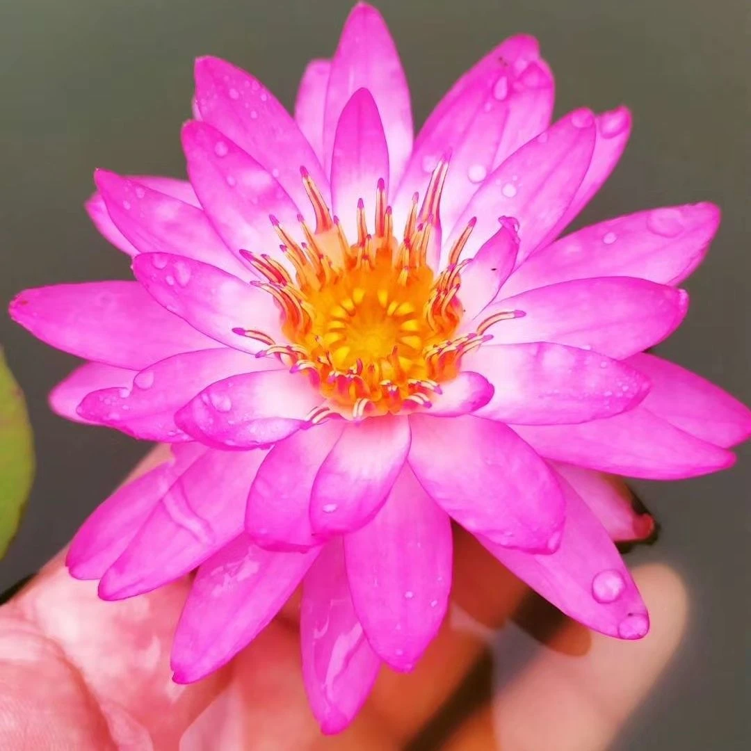 冀医生莲花苑 暹罗粉二 进口耐寒夸亚属睡莲根块 包对版