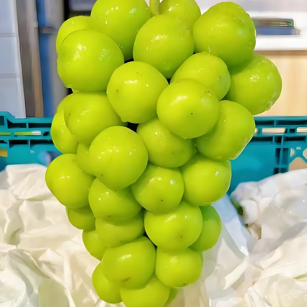 【精品晴王】阳光玫瑰晴王青提印提子当季现摘葡萄新鲜水果