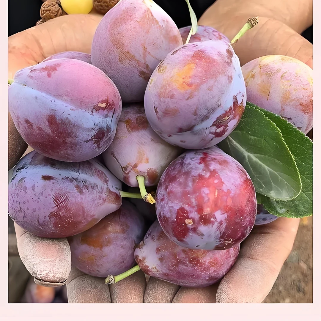 【果然好】正宗喀什蜜新疆西梅果王果肉厚鲜甜多汁应季水果包邮
