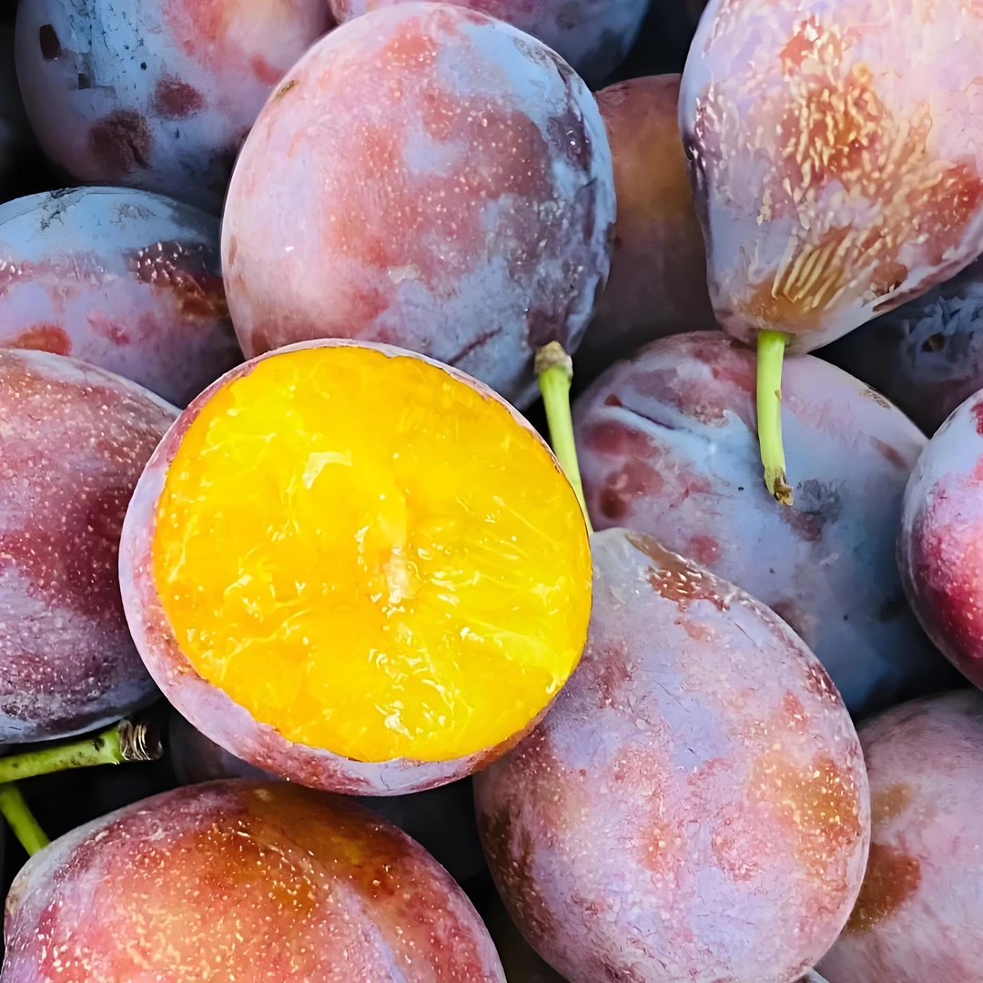 娜～智利进口新鲜西梅新鲜应季孕妇水果鲜甜多汁包邮