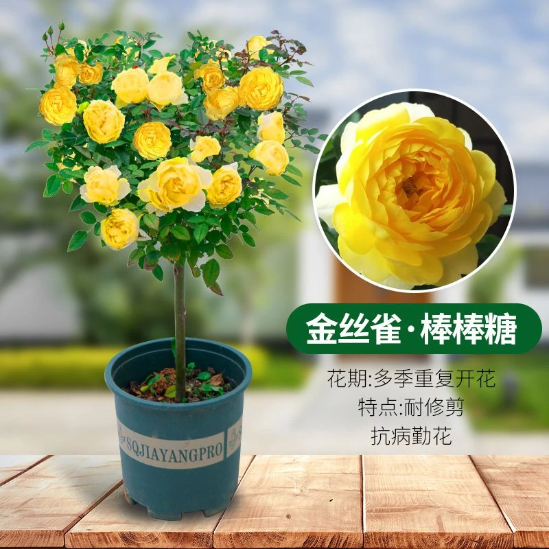 金丝确精品月季花棒棒糖一物一拍淡黄色四季开花重瓣浓香易活耐寒