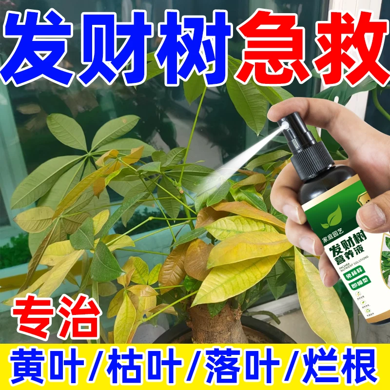 【急救】发财树营养液专治黄叶烂根枯萎催新芽绿叶专用肥料免稀释