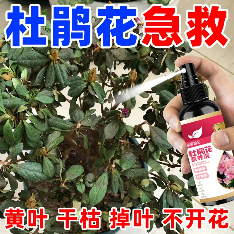 杜鹃花营养液【急救】专治黄叶落叶枯萎免稀释专用有机肥不伤花适用