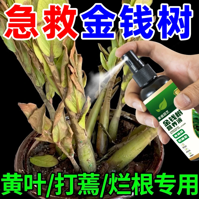 金钱树叶子枯黄掉叶专用营养液发财树植物盆栽肥料防黄叶落叶烂根
