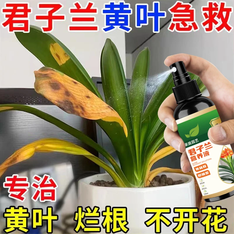 君子兰营养液专用肥急救叶子发黄烂叶烂根促箭剂催花免稀释液体肥