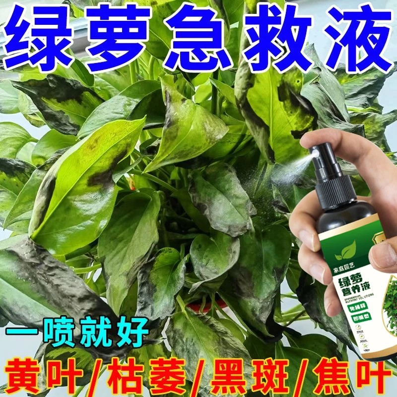 绿萝营养液【拯救黄叶】专治黄叶烂根枯萎一喷绿水培专用有机液体肥