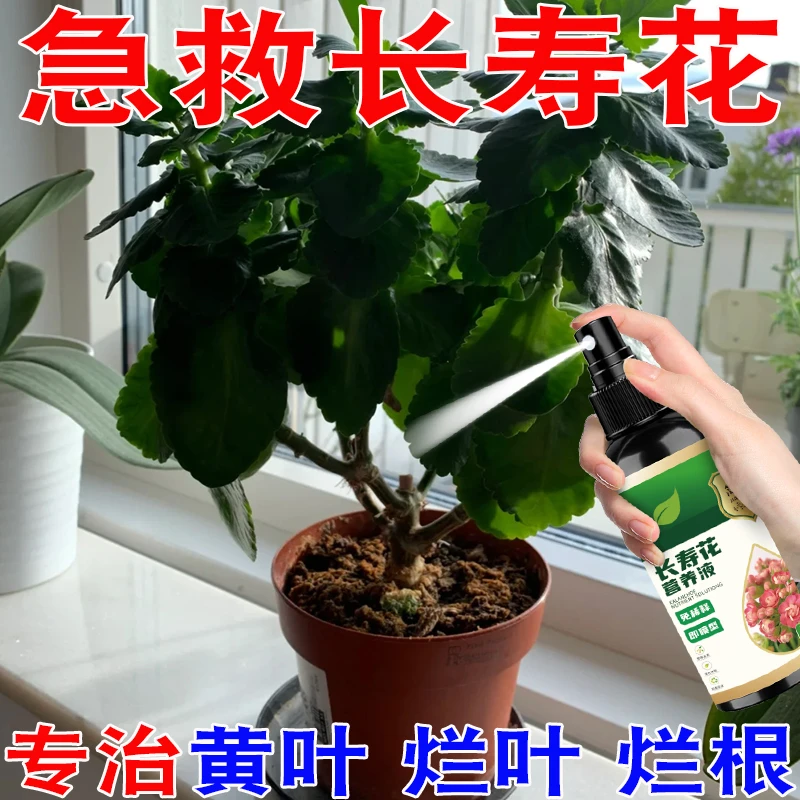 【花爆盆】长寿花专用营养液防黄叶促开花催花免稀释长寿花免稀释