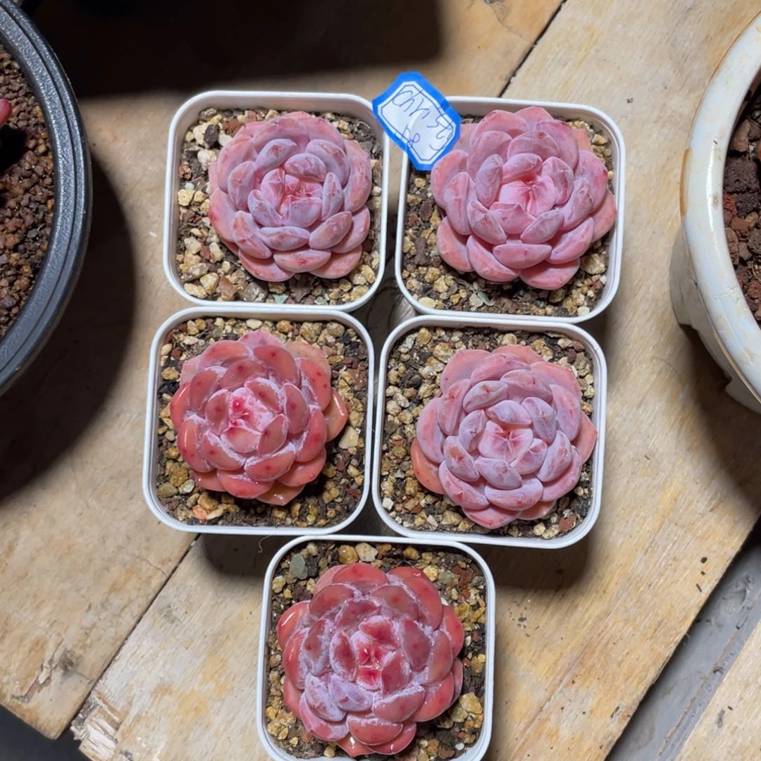 C****）多肉植物多肉植物