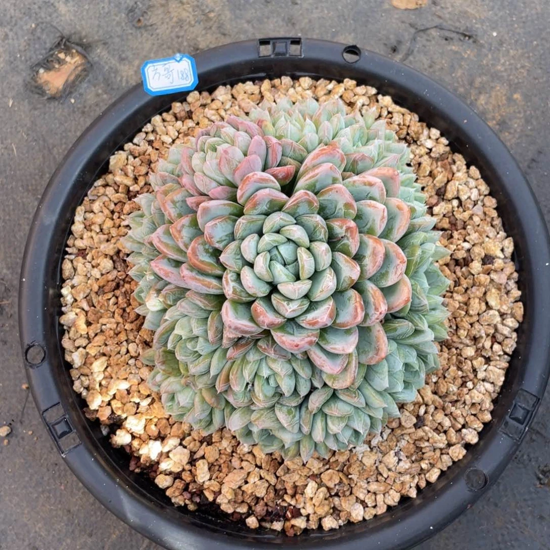 方*多肉植物多肉植物