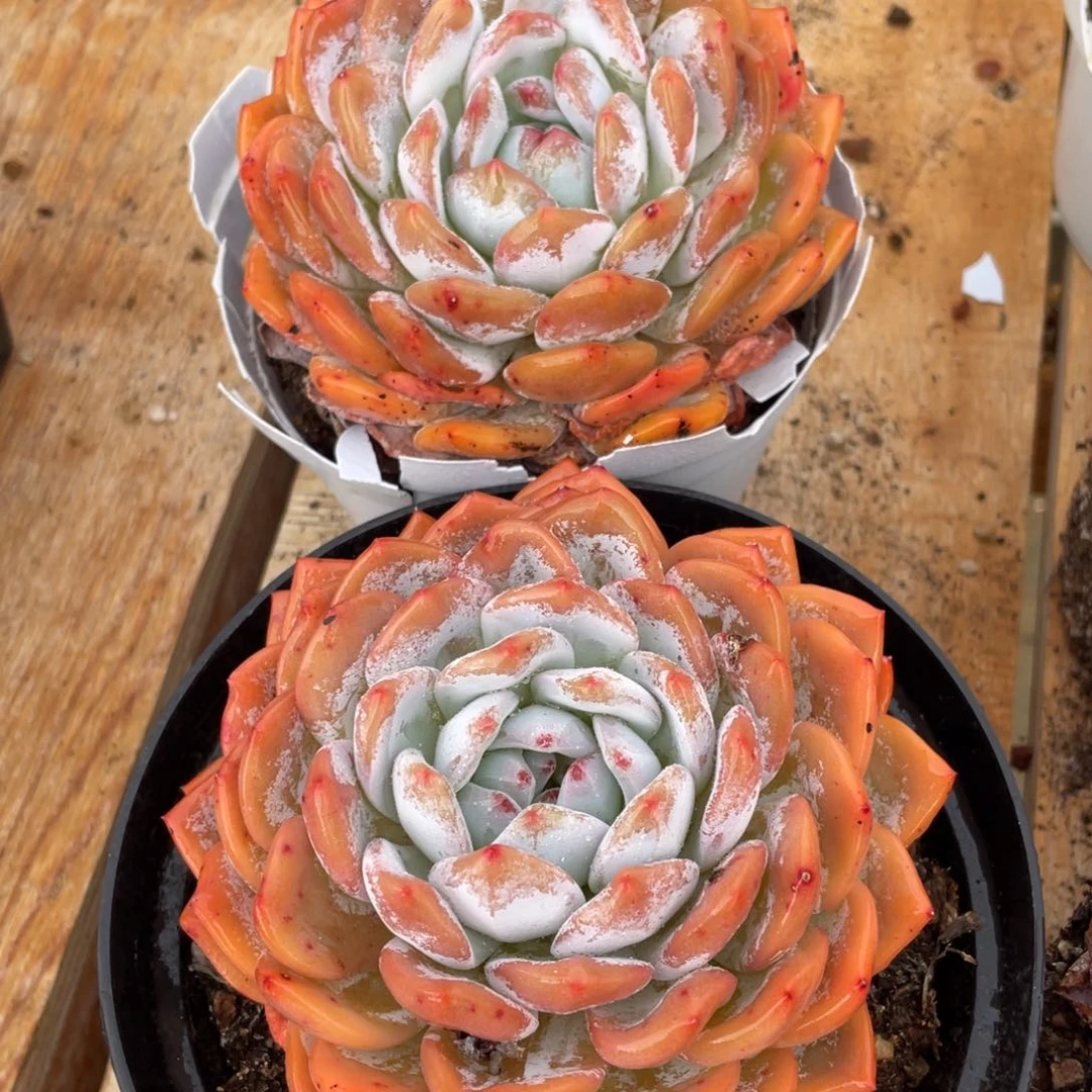 路**间多肉植物多肉植物