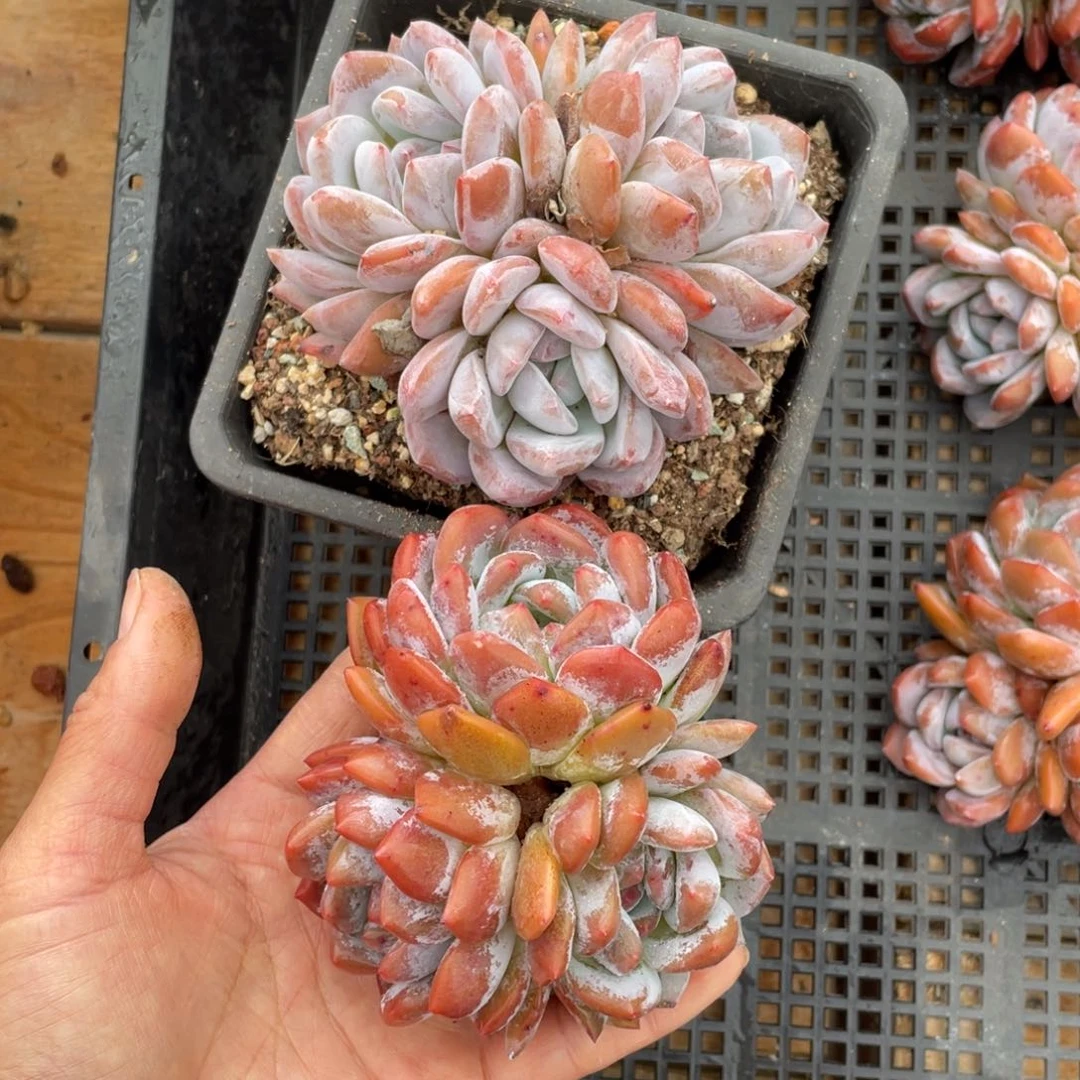 阿*多肉植物多肉植物