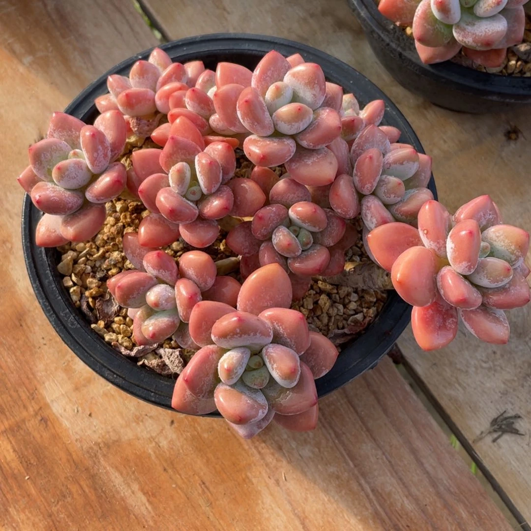 曼***9多肉植物多肉植物