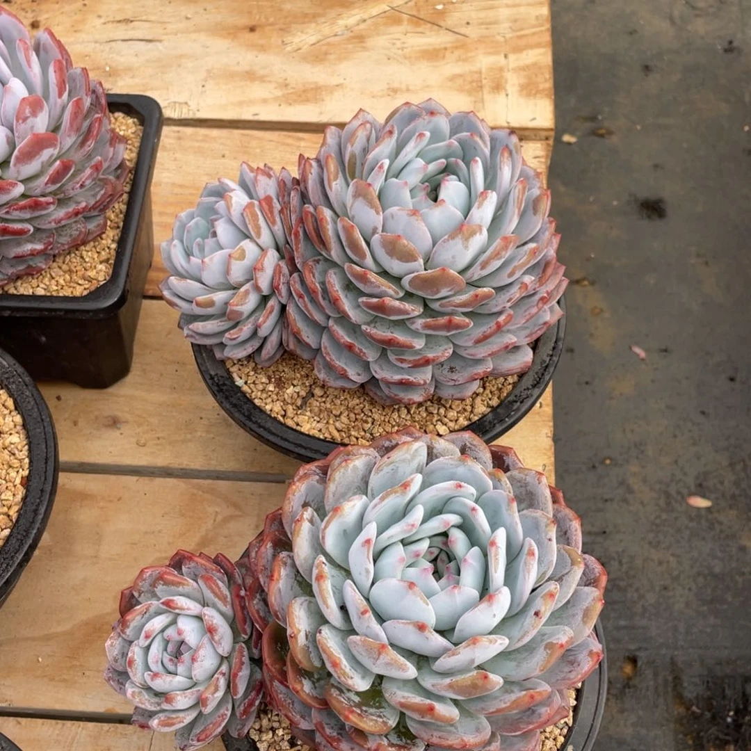 方*圆多肉植物多肉植物