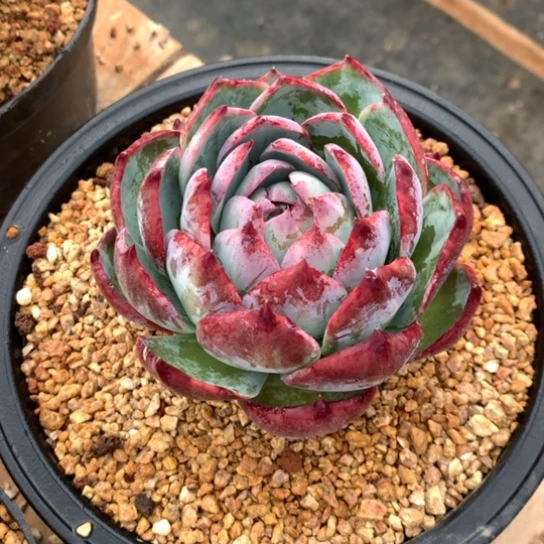 奶****多肉植物多肉植物