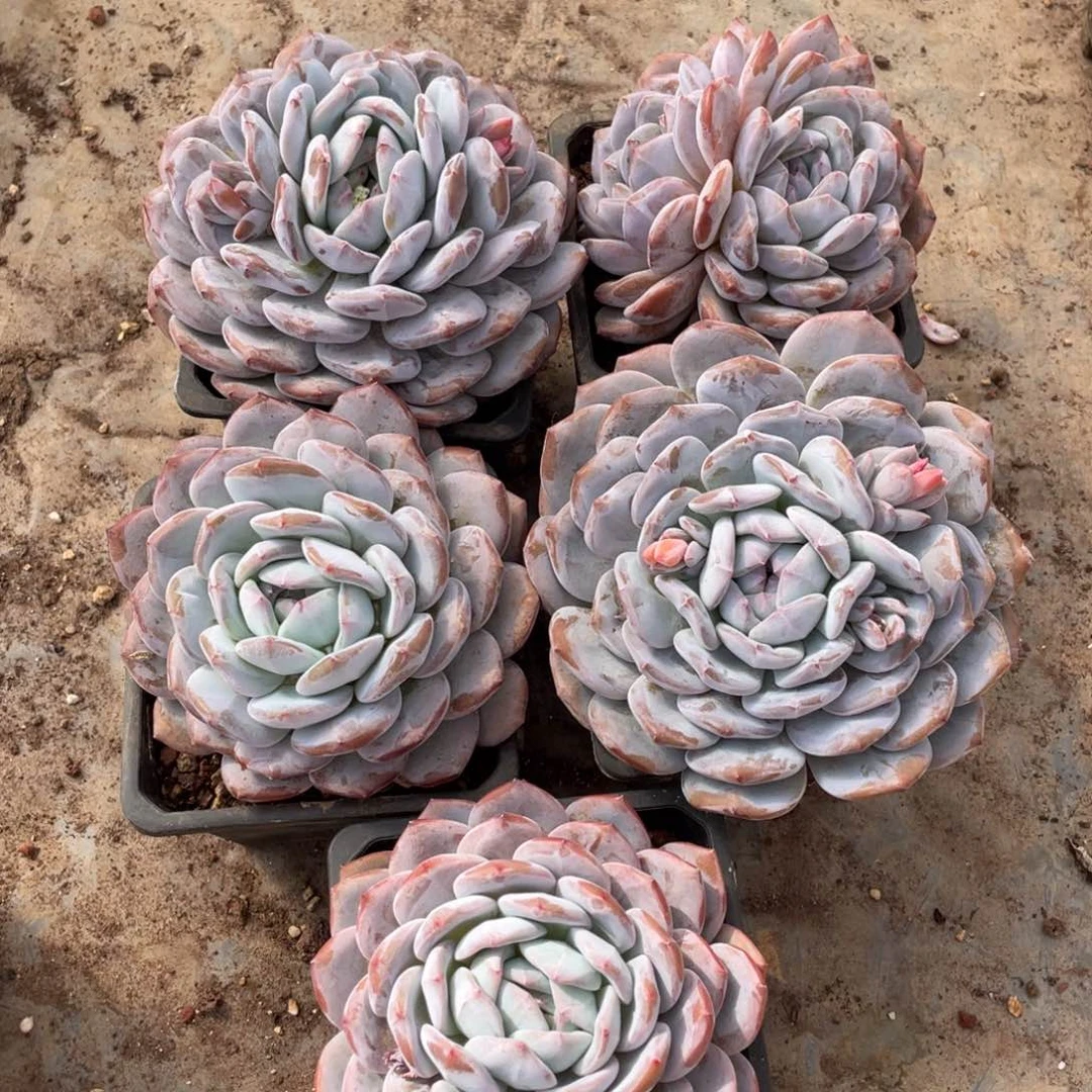 小*多肉植物多肉植物