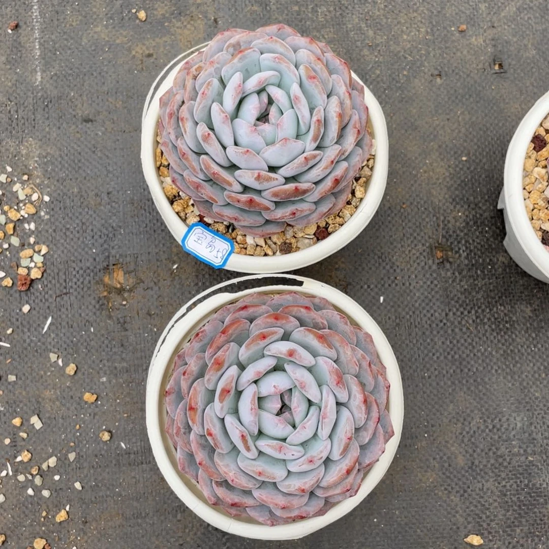 宝****人多肉植物多肉植物