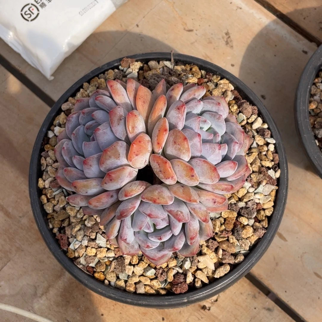 z***吟多肉植物多肉植物