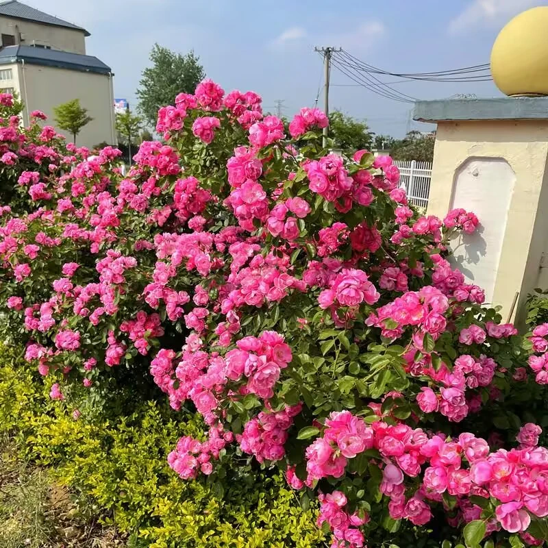安吉拉四季开花爬藤月季多头群开藤本多花蔷薇阳台玫瑰花卉庭院