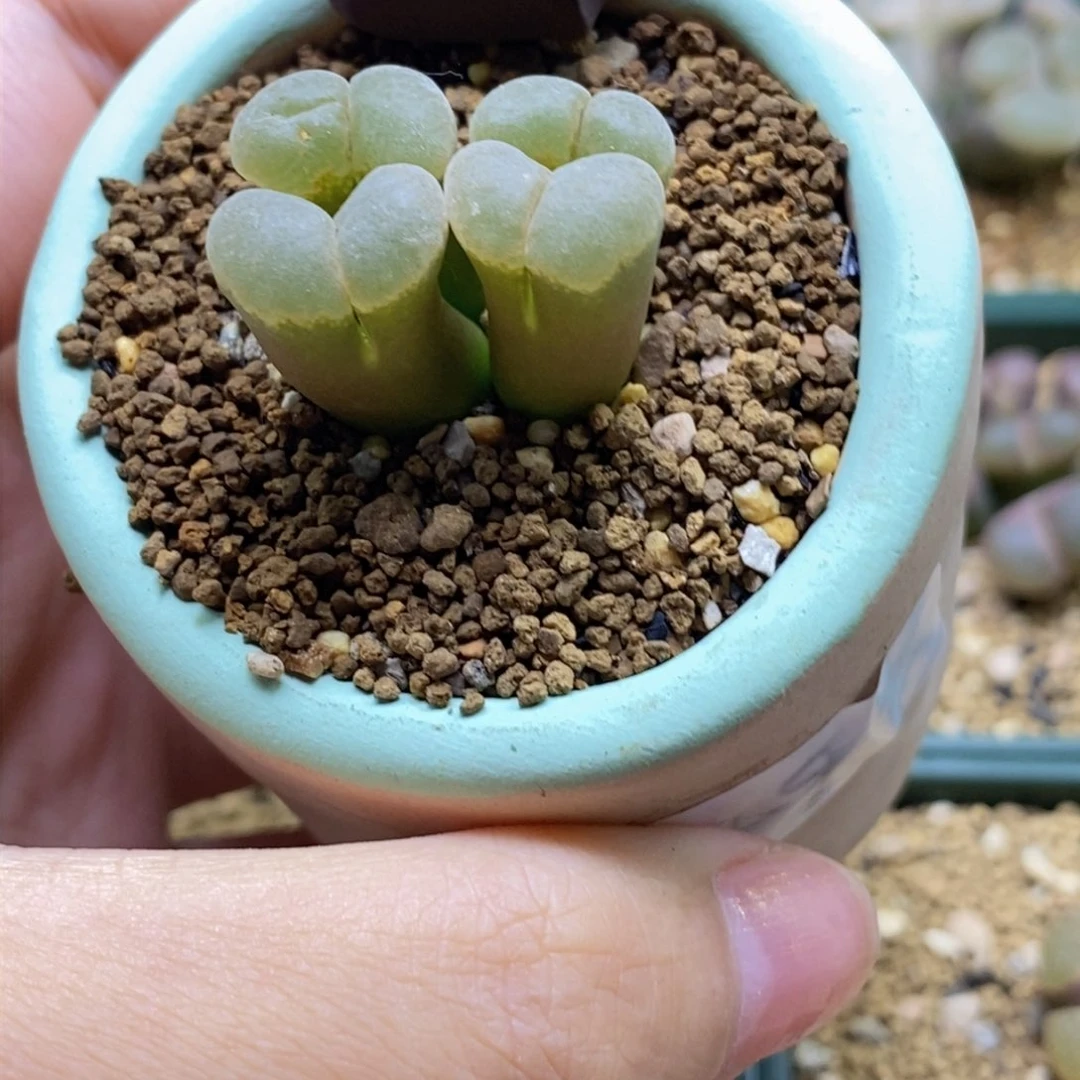 四头风铃带盆福利四头