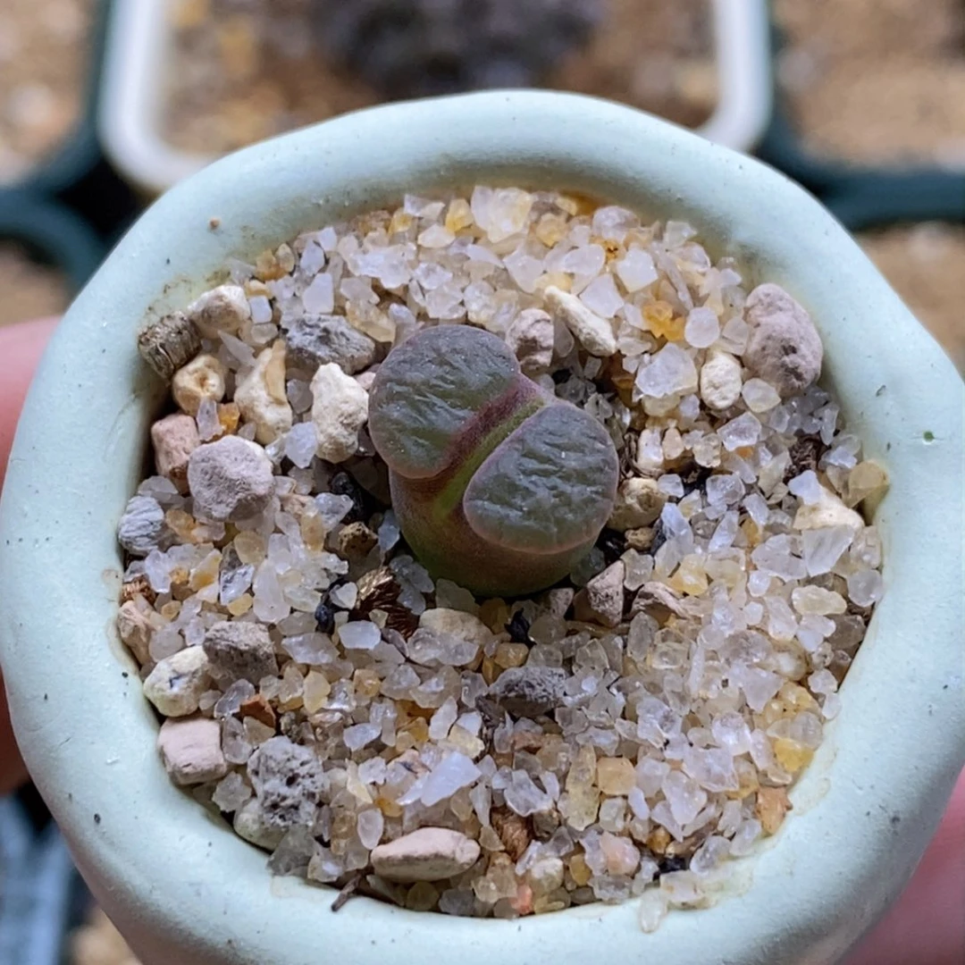 磁铁带盆福利带盆福利