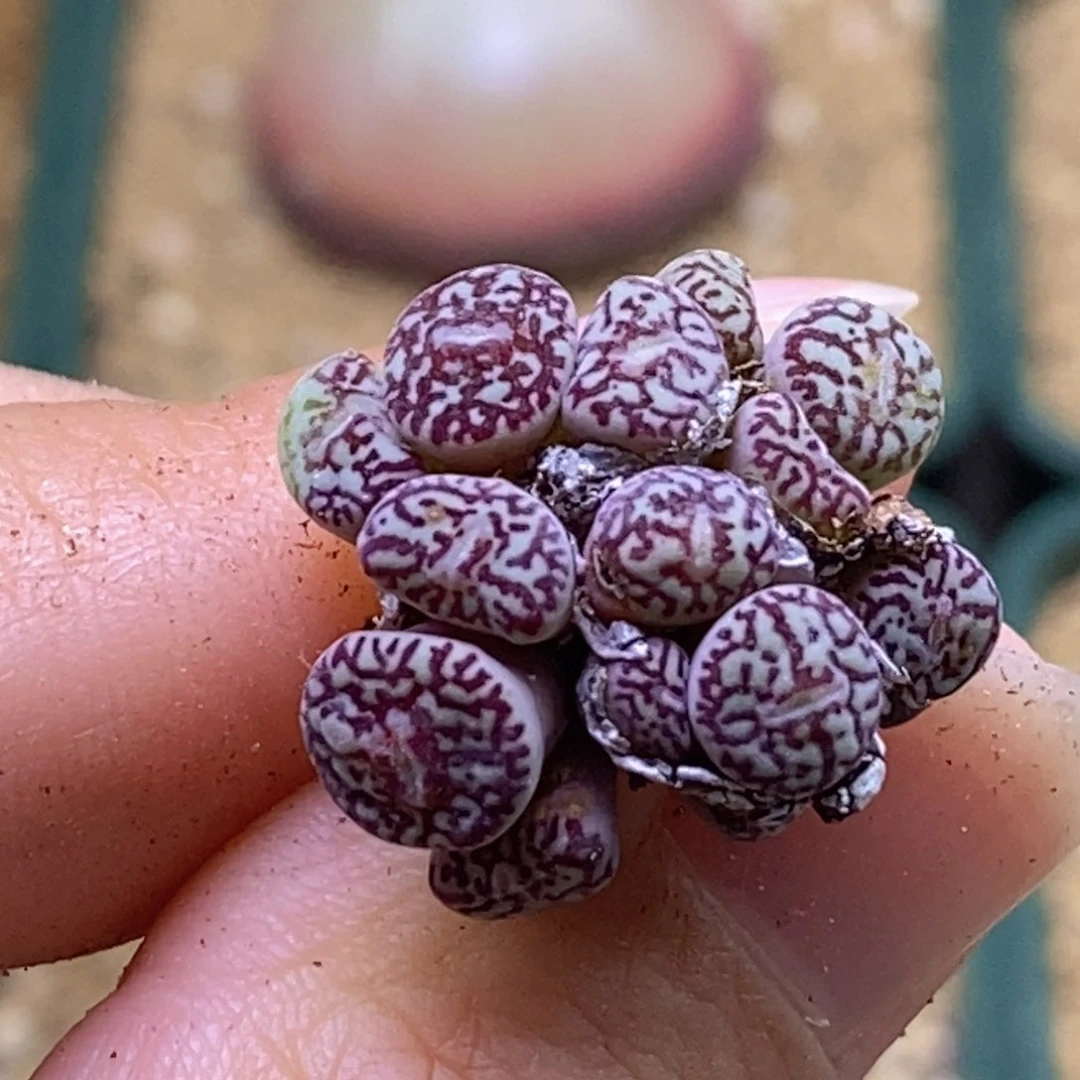 福利大群墨好看好看好看