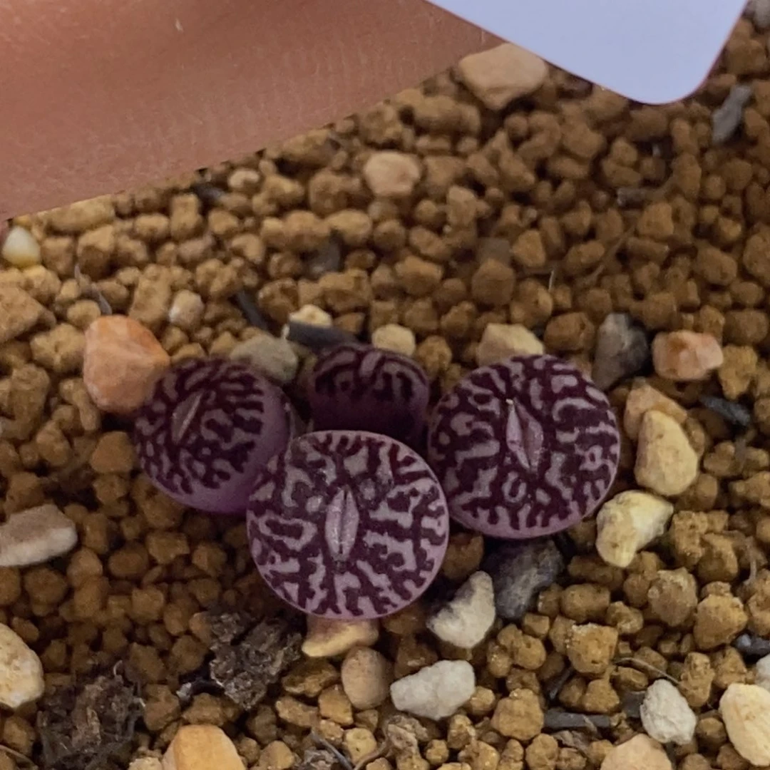 10-2923好看好看好看