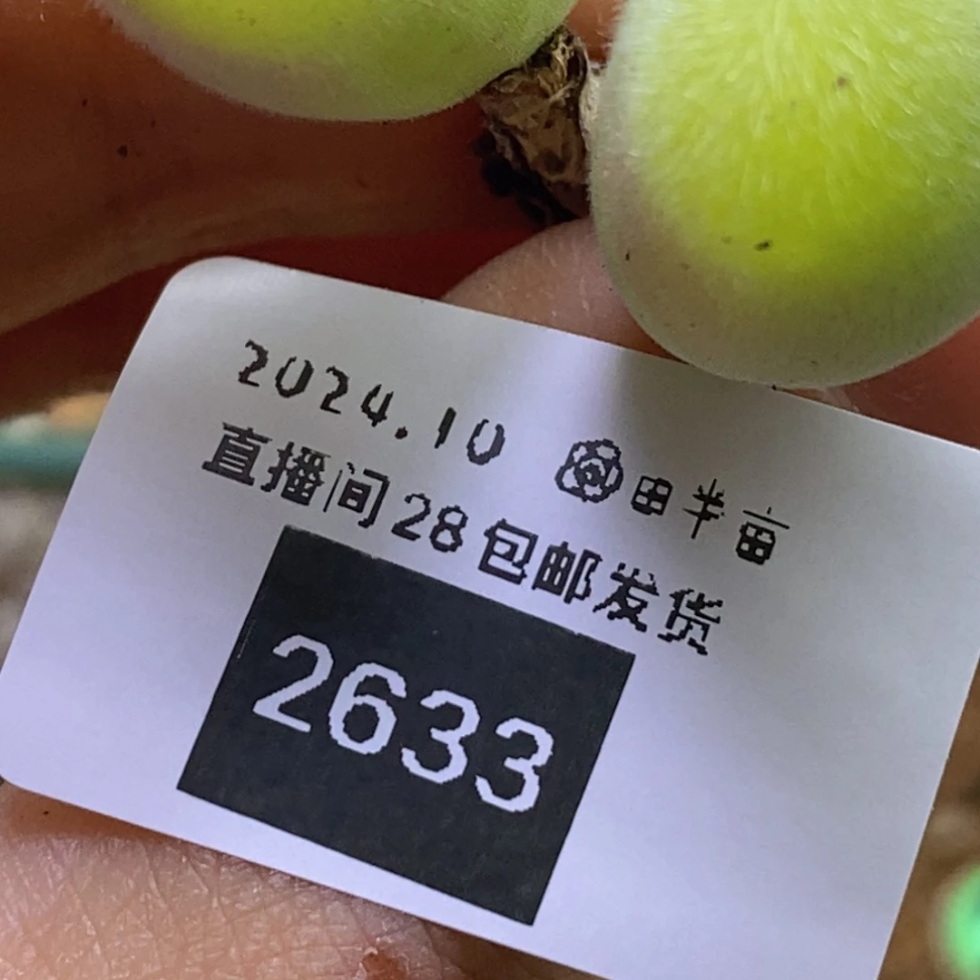 10-2633好看好看