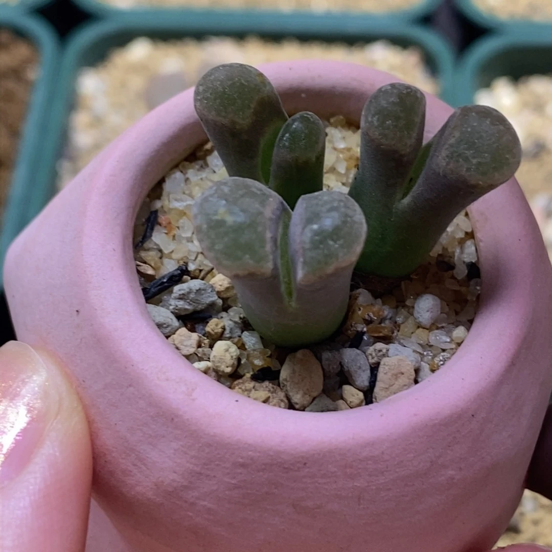 三头风铃带盆福利