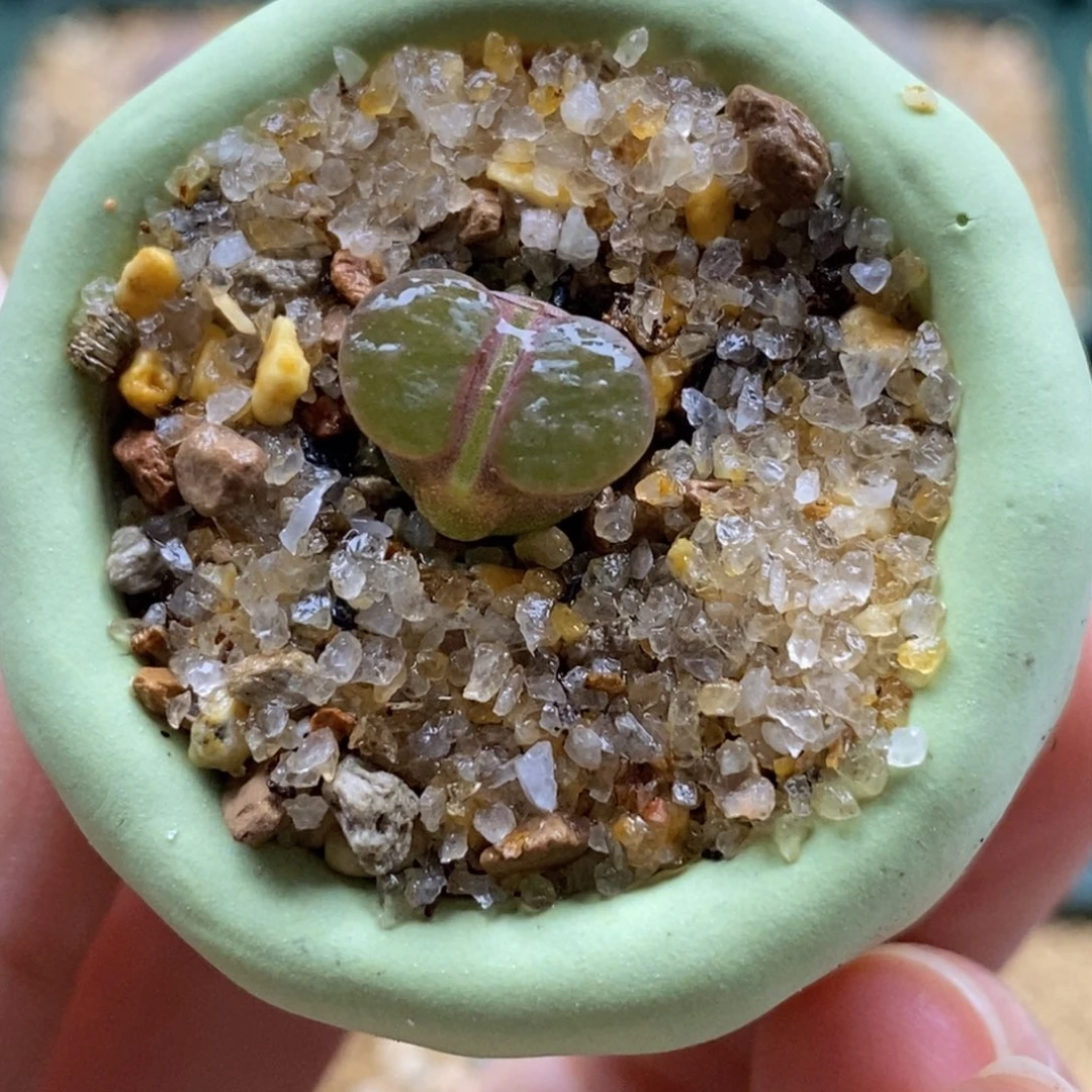 雪花磁铁带盆福利