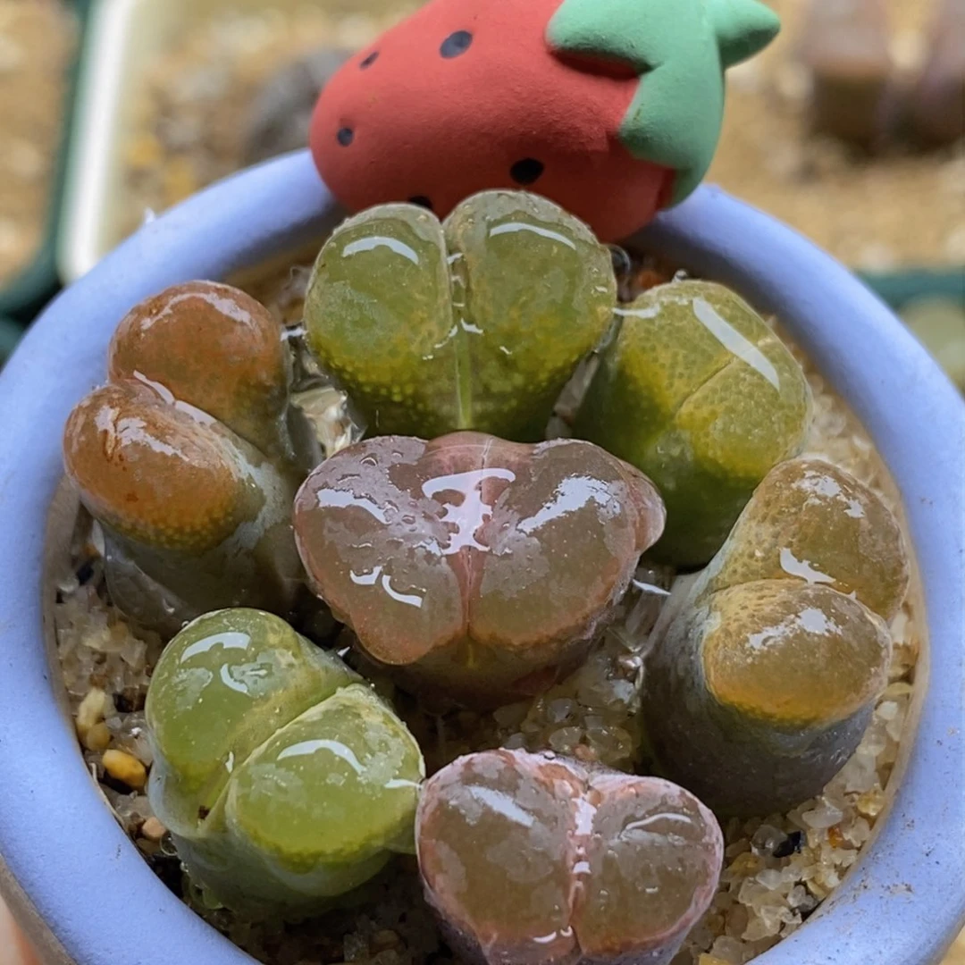 母本风铃带盆福利