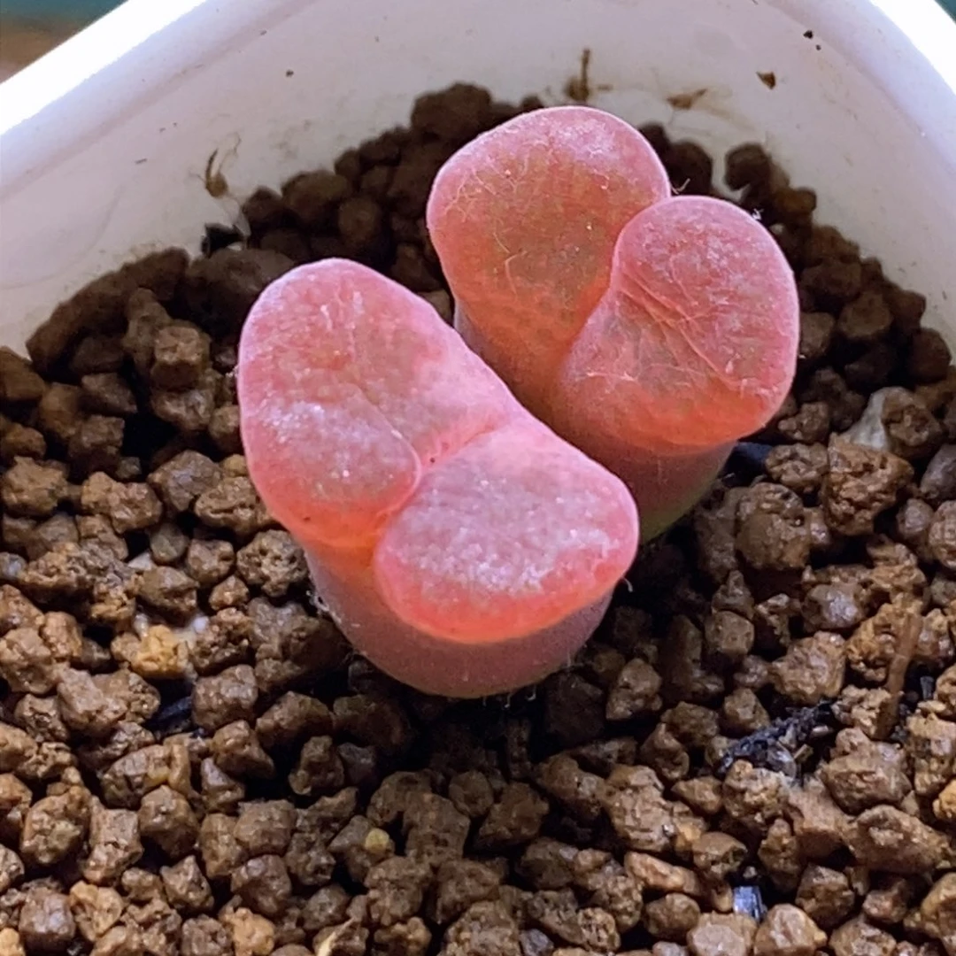 双头优选红流沙（青蛙种缘源）