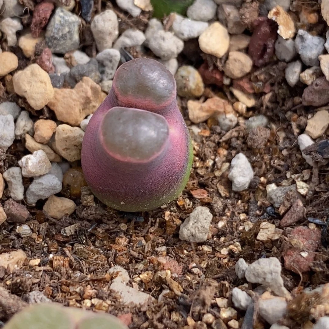 G****星好看的磁铁好看好看好看