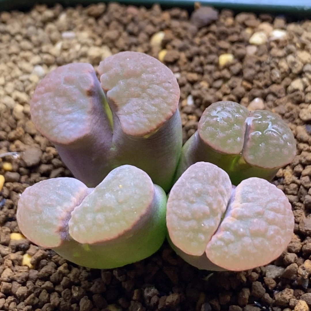 优选雪花兹铁 四头