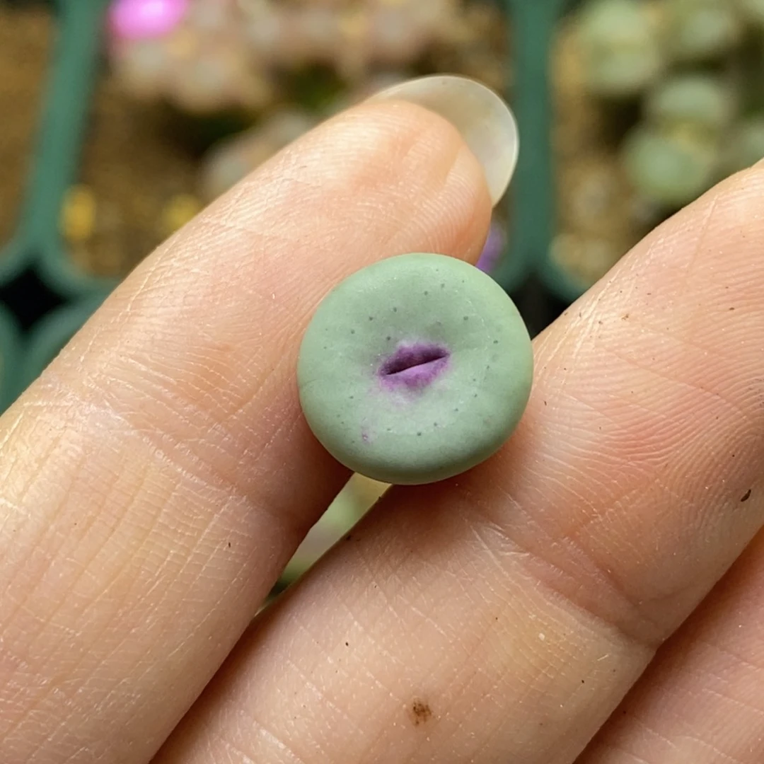 1720/1380b红嘴1380b