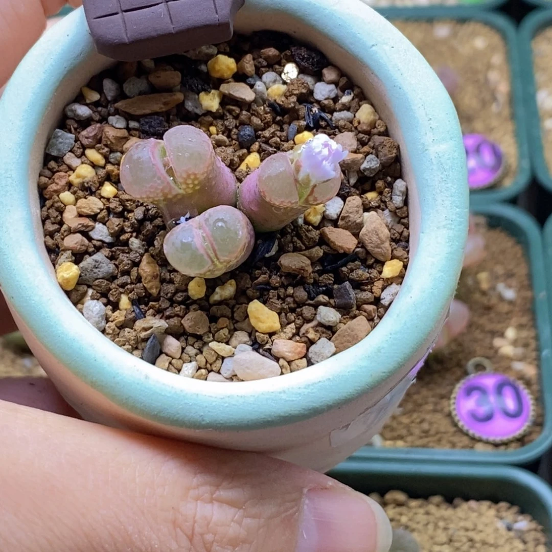 带盆福利仙粉色三头风灵子