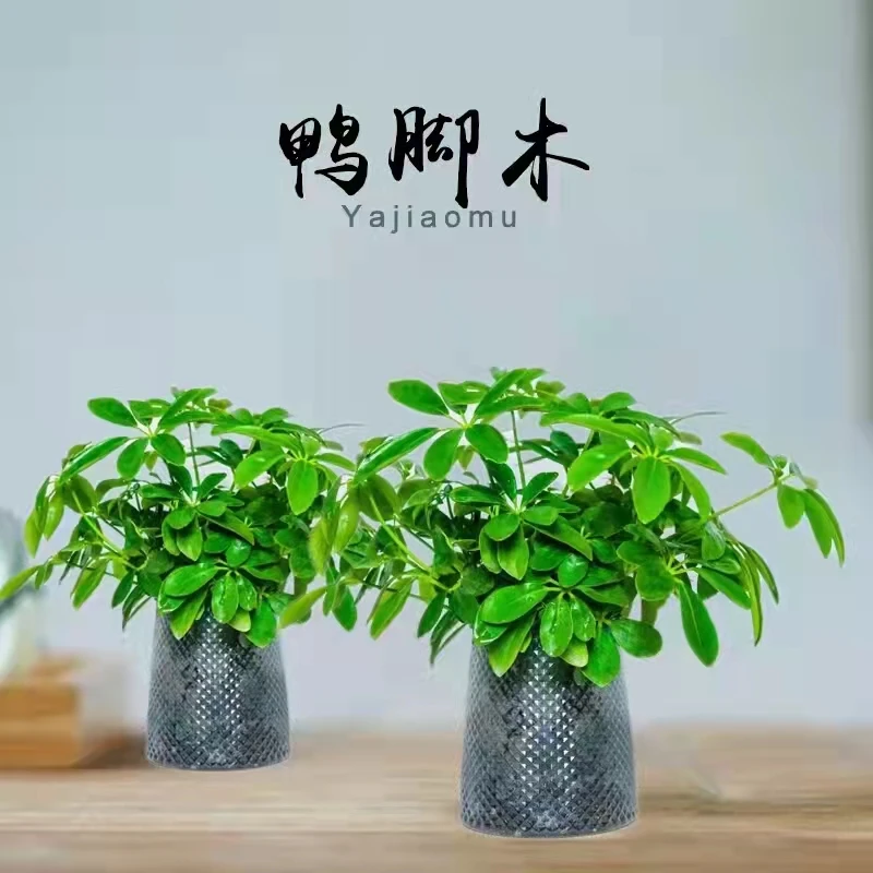 【买一送一】七叶莲鸭脚木室内室外绿植四季盆栽配花盆好养护植物