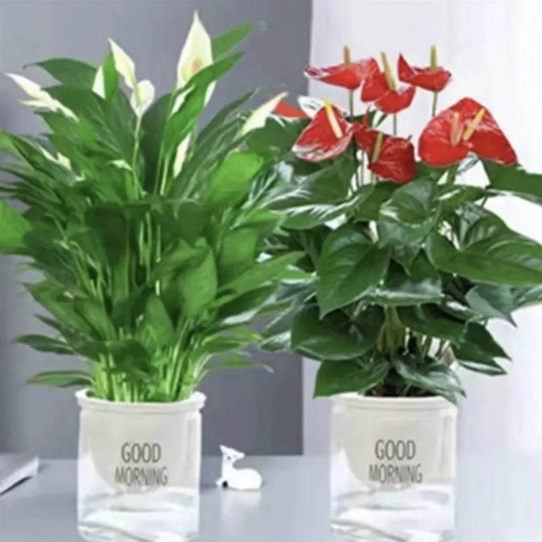 【红掌+白掌】盆栽植物花卉好养水培一帆风顺水养四季开花绿植