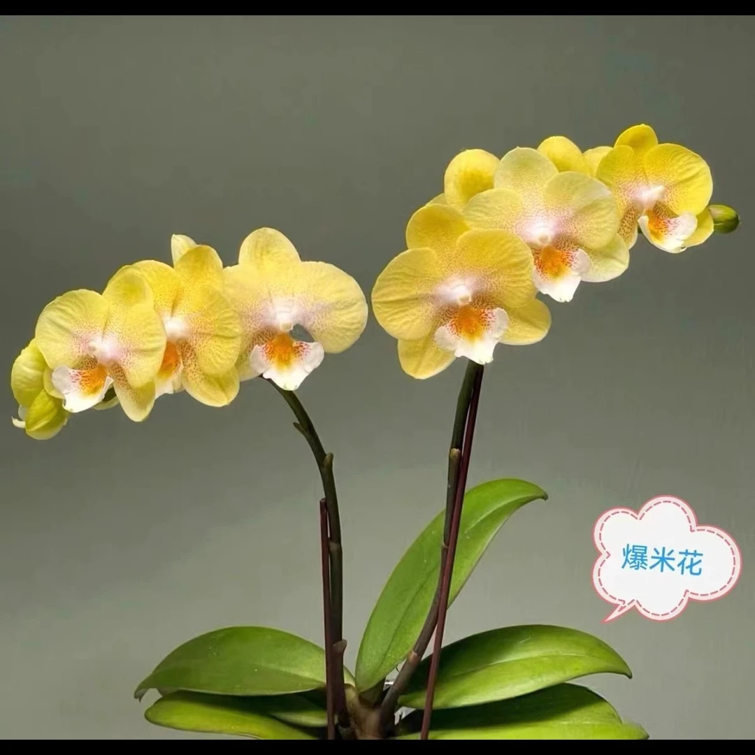 2.8寸杯带花剑《爆米花》蝴蝶兰花苗目前没有开花消苞不售后