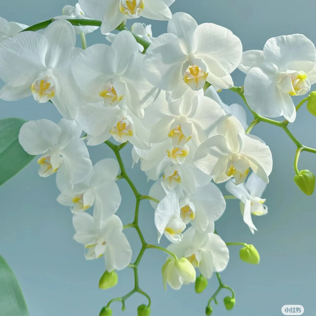 2.8寸杯花剑刚露头《阿玛双苗》蝴蝶兰花苗目前没有开花