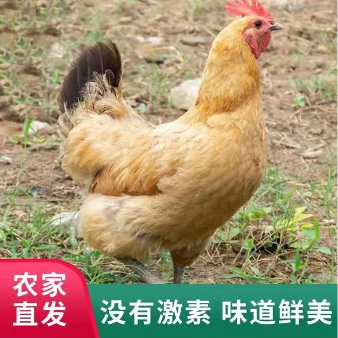 【粉丝专享】散养正宗农村现杀走地鸡柴鸡溜达鸡拍一送一总计发2只