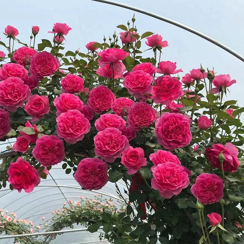 藤本月季爬藤大苗大油行，大花浓香，多季节循环经济，爬藤能力强